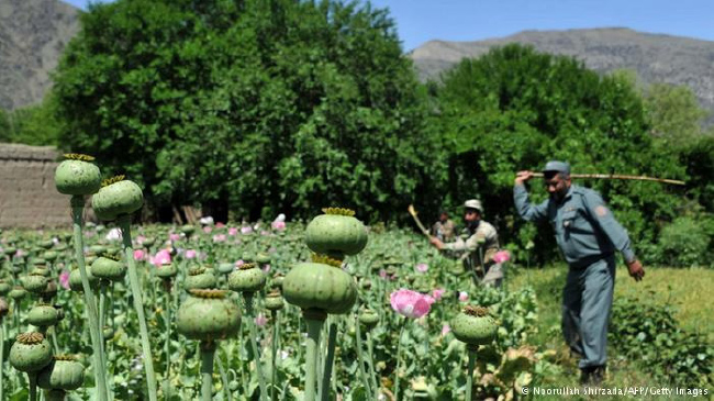 سلامت عظیمی:  بودجه کافی برای مبارزه با مواد مخدر نداریم